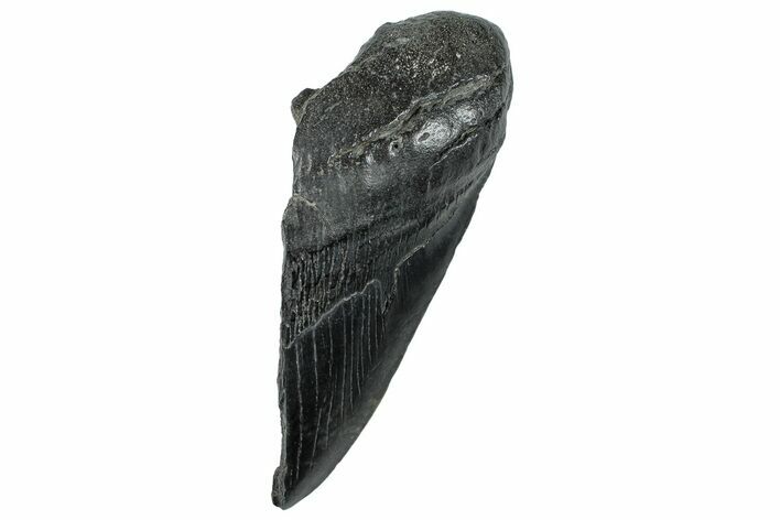 Partial Fossil Megalodon Tooth - South Carolina #296134